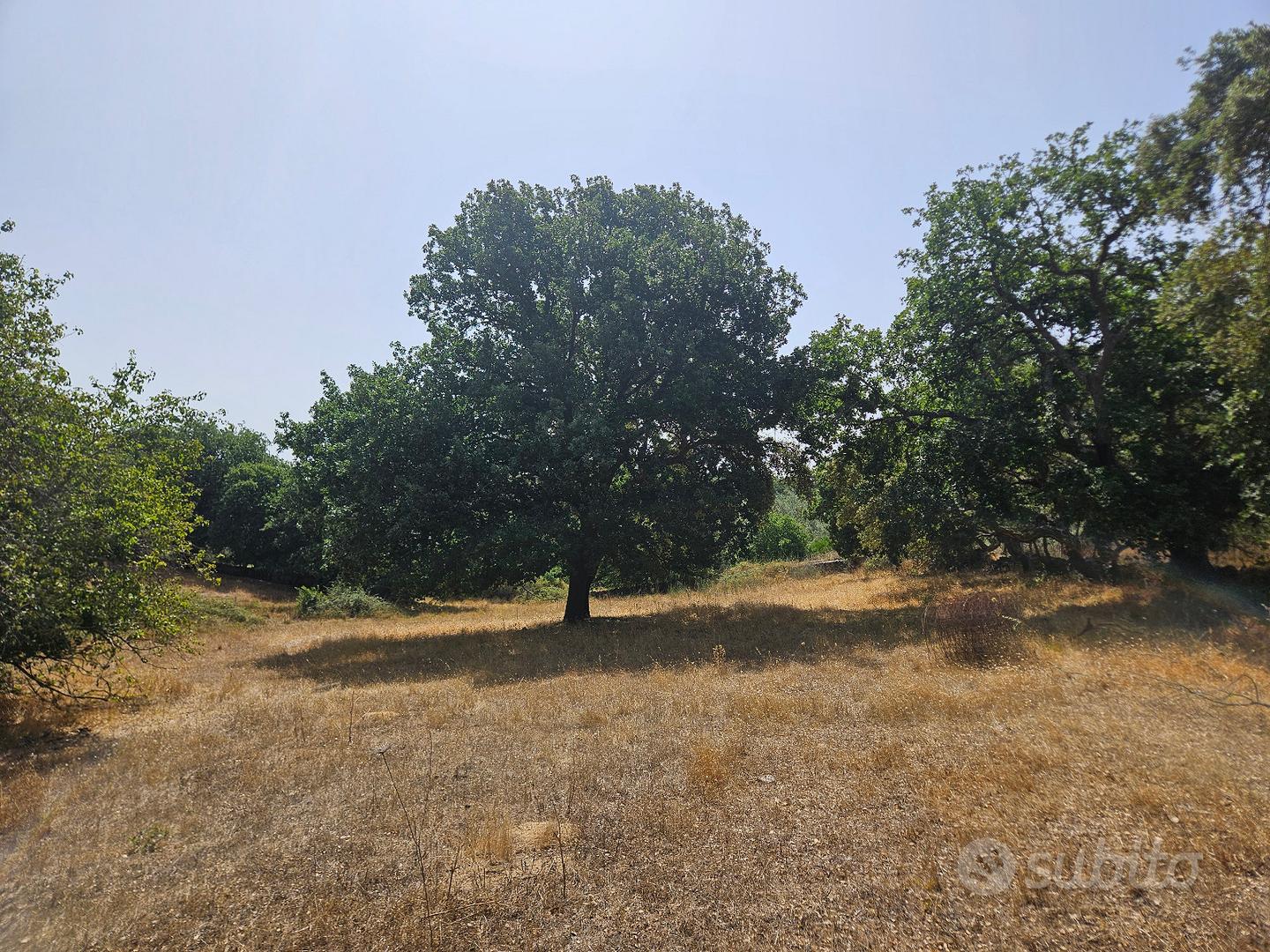 Terreno agricolo 2,2 ettari con acqua - Ploaghe - Vista 5