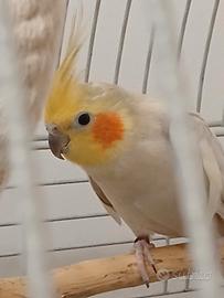 Calopsita maschio silver doppio fattore