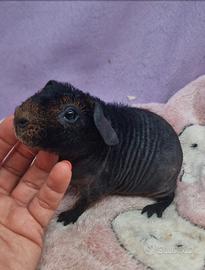 Cavia Skinny