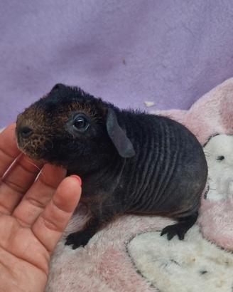 Cavia Skinny