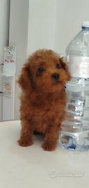 Barboncino red toy anche a rate