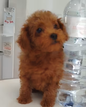 Barboncino red toy anche a rate