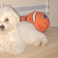 Maltese cucciolo