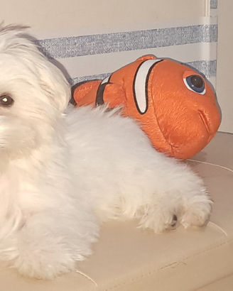 Maltese cucciolo