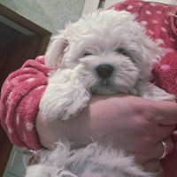 Maltese piccola taglia