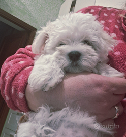Maltese piccola taglia