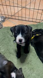 Staffordshire bull terrier cuccioli