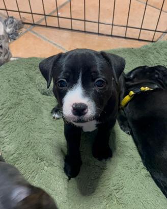 Staffordshire bull terrier cuccioli