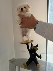 Maltese mini toy