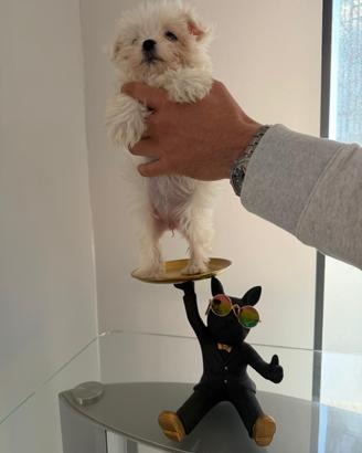 Maltese mini toy