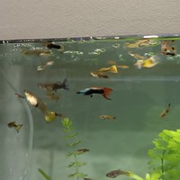 Pesci Guppy