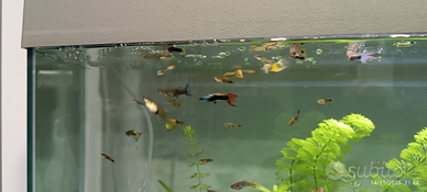 Pesci Guppy