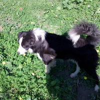 Border collie maschio