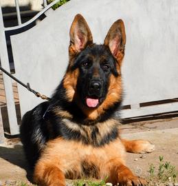 Cuccioli di Pastore Tedesco con pedigree Enci