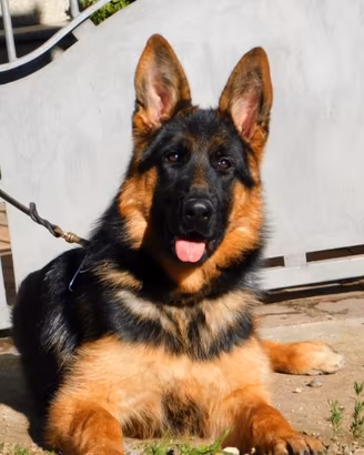 Cuccioli di Pastore Tedesco con pedigree Enci