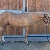 Quarter horse figlio di pale face dunnit