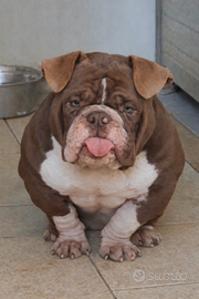 American Bully Exotic
