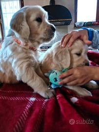 Golden Retriever cuccioli