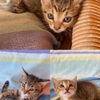 Gatti tigrati di due mesi