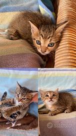 Gatti tigrati di due mesi