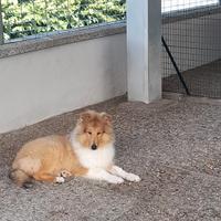 Collies pastore scozzese a pelo lungo