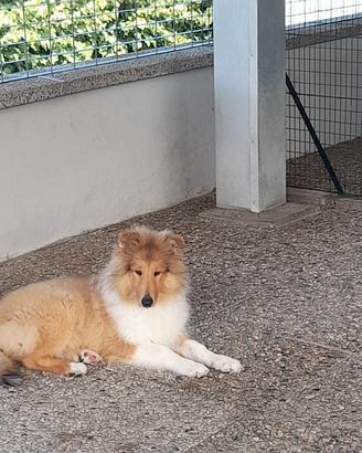 Collies pastore scozzese a pelo lungo