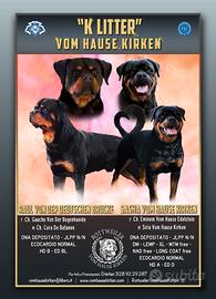 Rottweiler