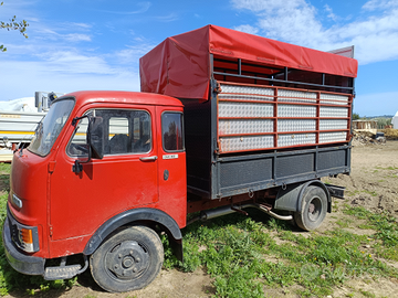 Om trasporto cavalli animali