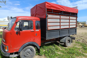 Om trasporto cavalli animali