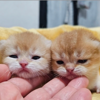 Meravigliosi cuccioli british shorthair pedigree