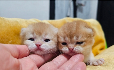Meravigliosi cuccioli british shorthair pedigree
