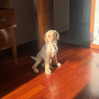 Cucciolo di Labrador