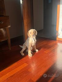 Cucciolo di Labrador