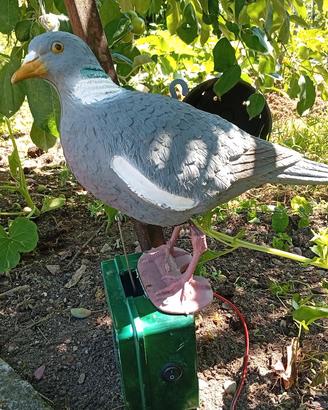 colombaccio che simula beccare in campo 