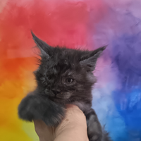 Maine Coon Black Smoke Pedigree