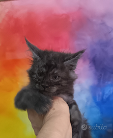 Maine Coon Black Smoke Pedigree