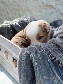 Cuccioli Australian Shepherd / Pastore Australiano
