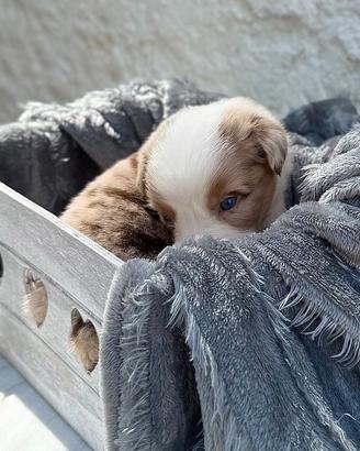 Cuccioli Australian Shepherd / Pastore Australiano