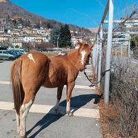Puledro stallone Paint Horse