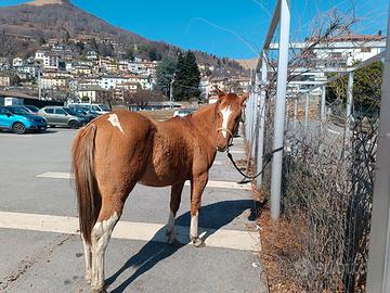 Puledro stallone Paint Horse