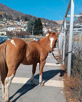Puledro stallone Paint Horse
