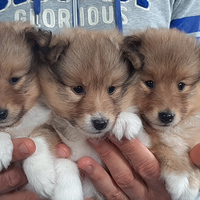 Cuccioli Padtore Scozzese Shetland