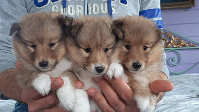 Cuccioli Padtore Scozzese Shetland