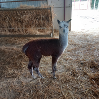 Alpaca giovani