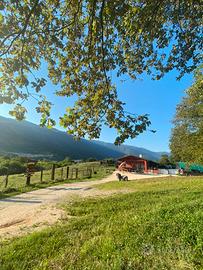 Tenuta Agricola 3,7h con Potenziale Residenziale
