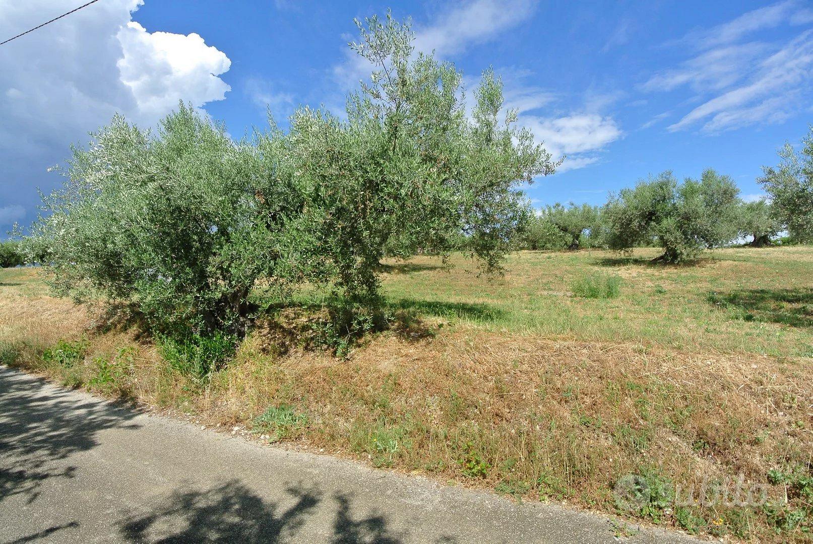 TERRENO AGRICOLO PIANEGGIANTE - Vista 2