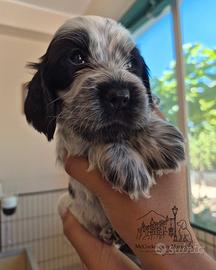 Cuccioli di cocker inglese pedigree enci