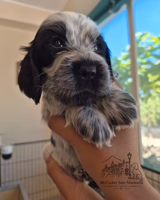 Cuccioli di cocker inglese pedigree enci