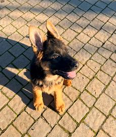 Cucciole Pastore Tedesco