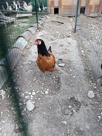 Galline Vorwerk